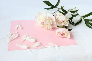 Greeting card: delicate peonies with scattered petals on a pink background, close-up, space for text
