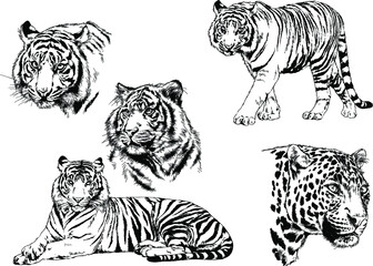 a set of vector drawings of various predators , tigers and lions, drawn in ink by hand, realistic for the logo	