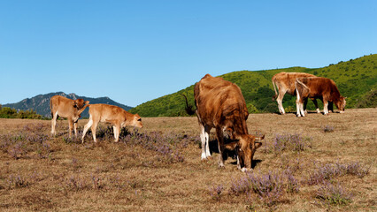 Corsican cows in Costa verde mountain