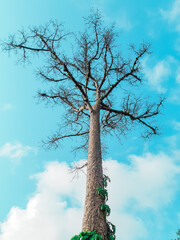 tree and sky