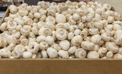 Close up view of shelf full of white champignon mushrooms. Healthy organic food concept.