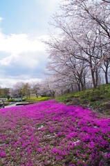 美しい絨毯のようなピンク色の芝桜と桜の木