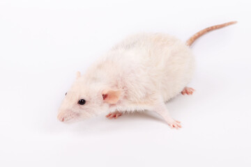 rat dumbo on a white background