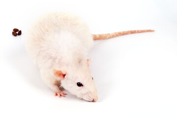Dumbo rat with shit on a white background