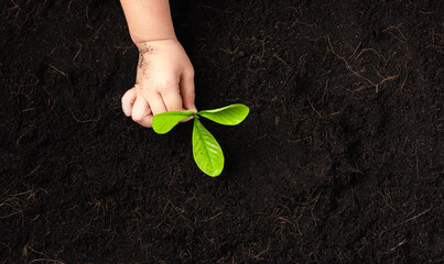 Top view of child hand planting young tree seedling on black soil at the garden, Concept of global...