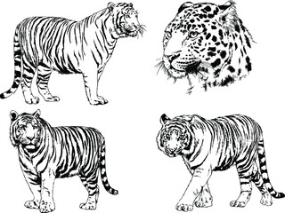 a set of vector drawings of various predators , tigers and lions, drawn in ink by hand, realistic for the logo	