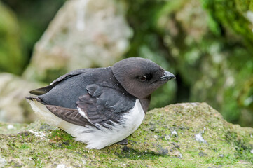 Dovekie (Alle alle) at least auklet colony in St. George Island, Alaska, USA