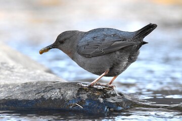 An American Dipper feeds in a river in the Rocky Mountians.