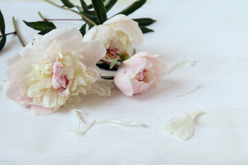 Three delicate peonies with scattered petals on a light background, close-up, space for text