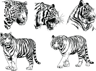 a set of vector drawings of various predators , tigers and lions, drawn in ink by hand, realistic for the logo	