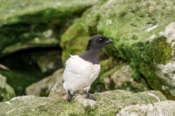 Dovekie (Alle alle) at least auklet colony in St. George Island, Alaska, USA