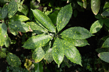 Aucuba Japonica Plant Leaves