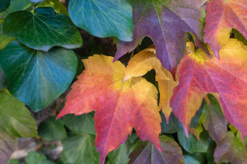 Ivy leaves, autumn colors, yellow green orange purple color hanging on the wall.