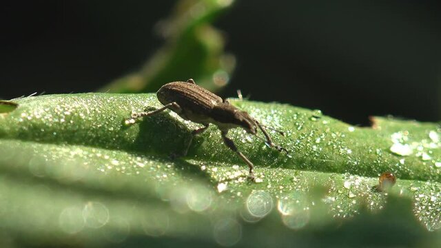 Weevil (Hypera zoilus, clover leaf weevil)  beetle sits on green leaf covered with dew drops. Macro view of insect in wild