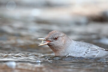 An American Dipper feeds in a river in the Rocky Mountians.