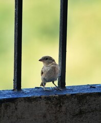 sparrow on a fence