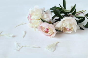Three pastel-colored peonies with scattered petals on a light background, space for text