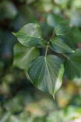 Green ivy leaf net background out of focus.