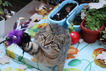 cat playing with a toy