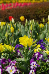 黄色と赤いチューリップと紫色のパンジーの咲くお花畑
