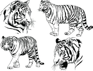 a set of vector drawings of various predators , tigers and lions, drawn in ink by hand, realistic for the logo	