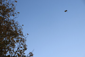 flying autumn leaf against the sky