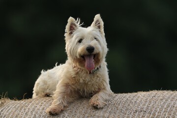 Westie. West Highland White terrier lying on a hay bale. Portrait of a white dog.