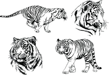 a set of vector drawings of various predators , tigers and lions, drawn in ink by hand, realistic for the logo	