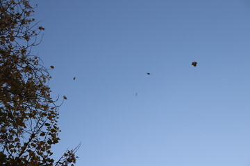 flying autumn leaf against the sky