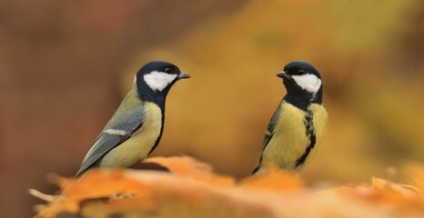 Obraz premium Two garden birds Great tit, songbird sitting on the ground with beautiful autumn background. little bird in nature forest habitat, Wildlife scene from nature. Parus major
