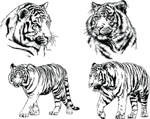 a set of vector drawings of various predators , tigers and lions, drawn in ink by hand, realistic for the logo	