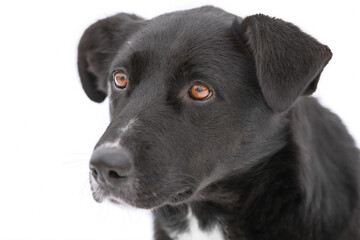 A cute portrait of large black dog with sad brown eyes  is on the isolated white background. Concept of pets day.