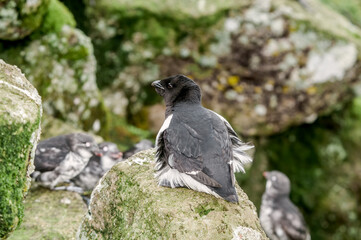 Dovekie (Alle alle) and Least Auklets (Aethia pusilla) at least auklet colony, St. George Island, Alaska, USA