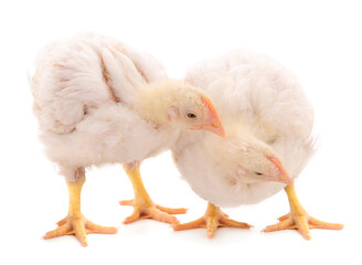 Two chicken or young broiler chickens.