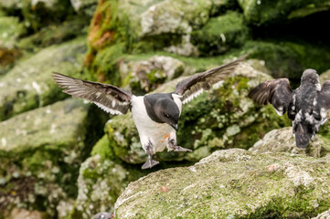 Dovekie (Alle alle) and Least Auklets (Aethia pusilla) at least auklet colony, St. George Island, Alaska, USA