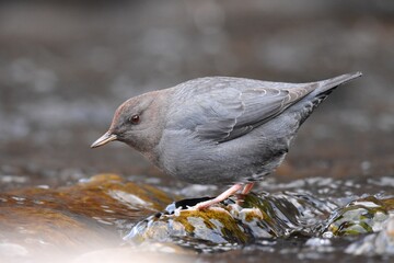 An American Dipper feeds in a river in the Rocky Mountians.