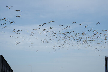 Flock of gulls flying in the air. Blue sky. White birds.