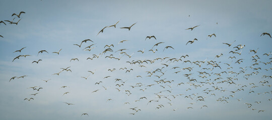 Flying flock of white gulls. A lot of birds in the sky. © Aleks Kend