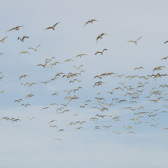 Flying flock of white gulls. A lot of birds in the sky.