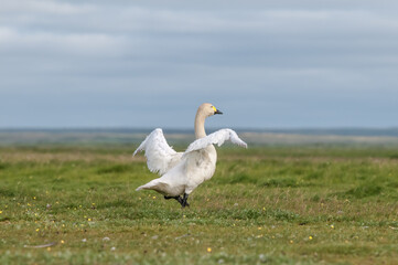 Molting Bewick's Swan (Cygnus bewickii) in Barents Sea coastal area, Russia