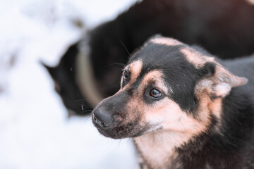 A cute portrait of large black dog with sad brown eyes  is on winter white  background. Concept of pets day.