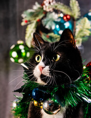 Cute cat with Christmas decorations on his chest.