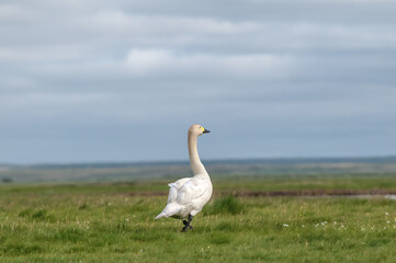 Molting Bewick's Swan (Cygnus bewickii) in Barents Sea coastal area, Russia