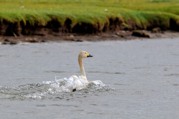 Molting Bewick's Swan (Cygnus bewickii) in Barents Sea coastal area, Russia