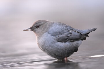 An American Dipper feeds in a river in the Rocky Mountians.