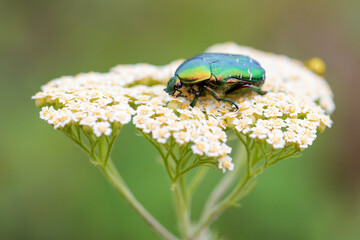 Rose Chafer beetle - Cetonia aurata, beautiful metallic beetle from European meadows, Stramberk, Czech Republic.