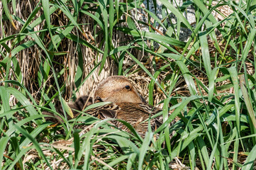 Female of North Pacific Eider (Somateria mollissima v-nigrum) at nest in Chowiet Island, Semidi Islands, Alaska, USA