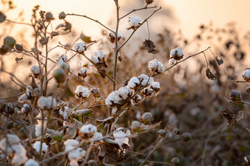 Cotton is a soft, fluffy staple fiber that grows in a boll, or protective case, around the seeds of...