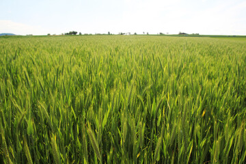 A field with ripe ears in Baden-Wuerttemberg, Germany
