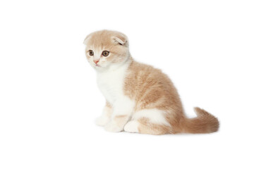 Scottish Fold kittens are sitting on white background. Portrait of the orange kittens are sitting for look at camera.